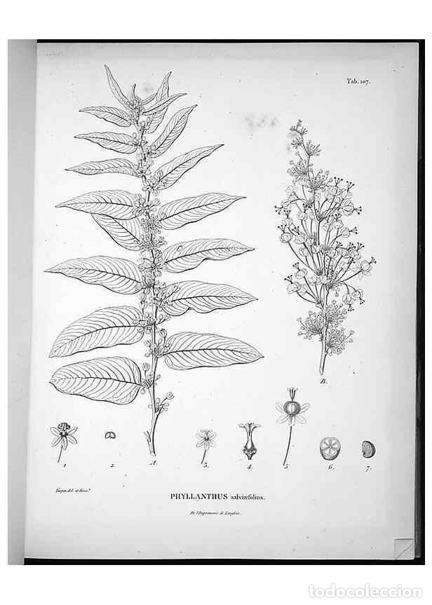 Sammeln von Zeitschriften und Zeitungen: Reproducci&oacute;n/Reproduction 49555913718: Nova genera et species plantarum :. Antverpiae :Ex officina C