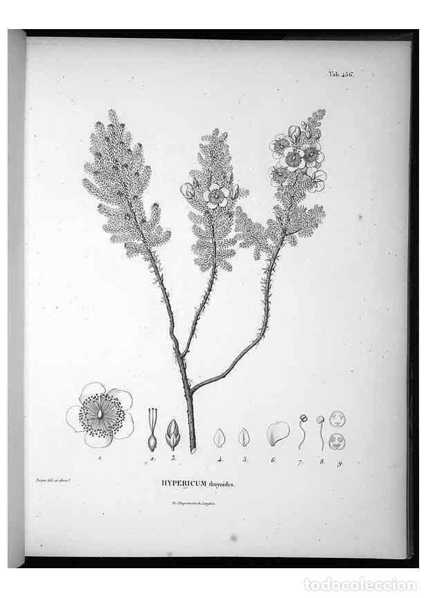 Sammeln von Zeitschriften und Zeitungen: Reproducci&oacute;n/Reproduction 49556086148: Nova genera et species plantarum :. Antverpiae :Ex officina C