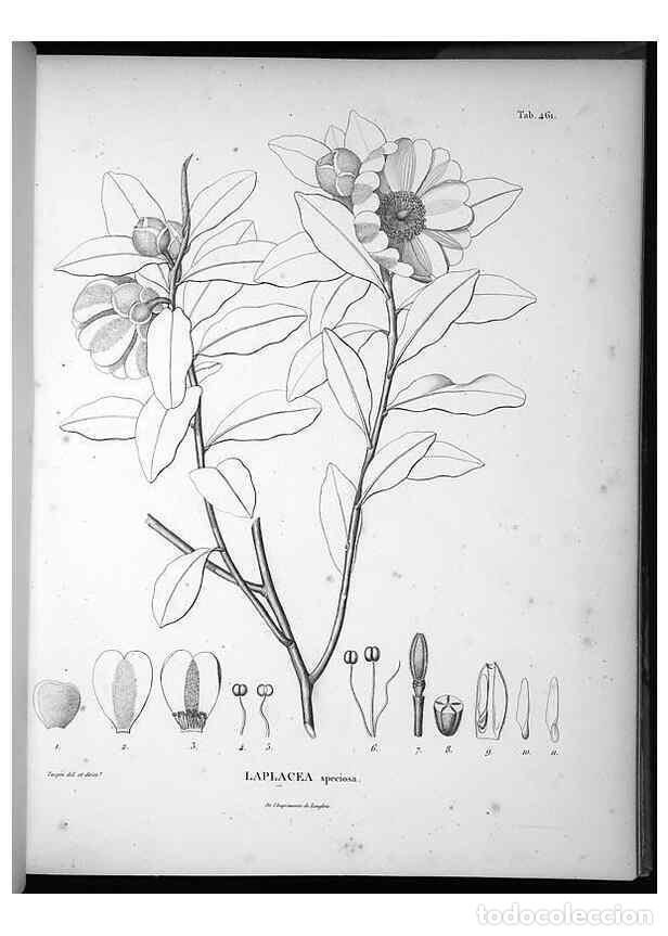 Sammeln von Zeitschriften und Zeitungen: Reproducci&oacute;n/Reproduction 49556087173: Nova genera et species plantarum :. Antverpiae :Ex officina C