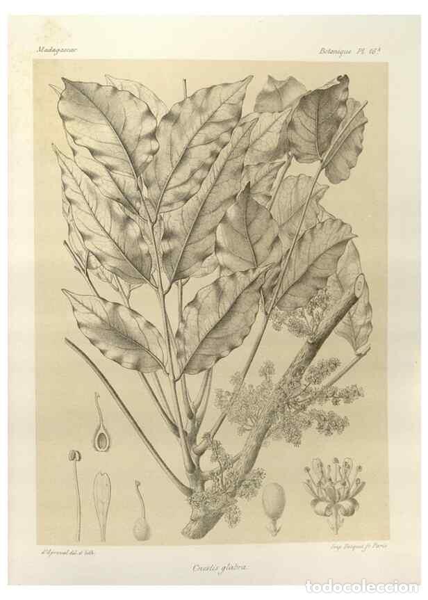 Sammeln von Zeitschriften und Zeitungen: Reproducci&oacute;n/Reproduction 49785831666: Histoire physique, naturelle, et politique de Madagascar. Par