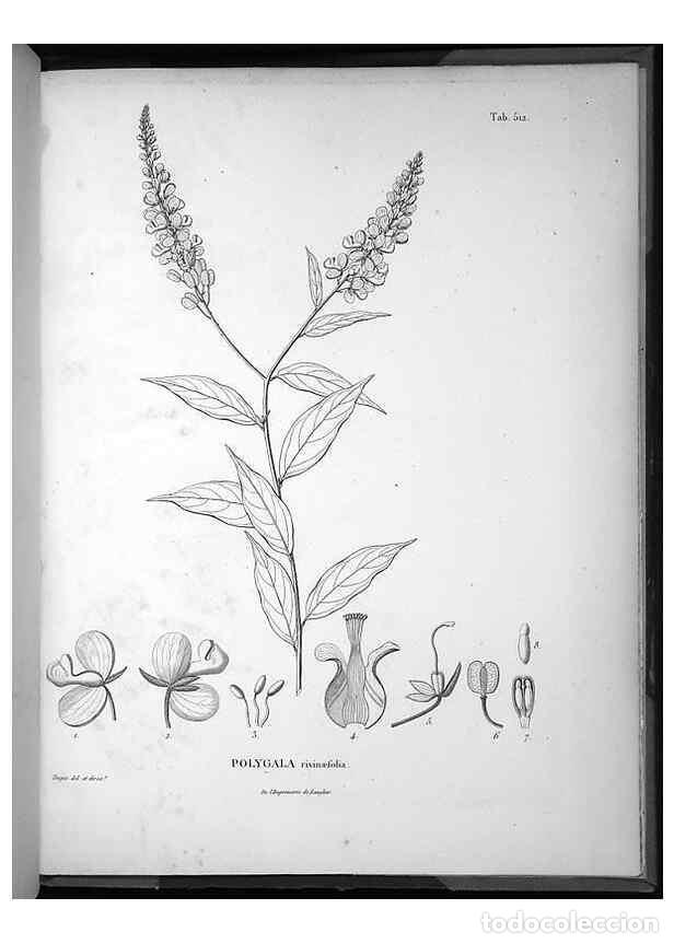 Sammeln von Zeitschriften und Zeitungen: Reproducci&oacute;n/Reproduction 49556831652: Nova genera et species plantarum :. Antverpiae :Ex officina C