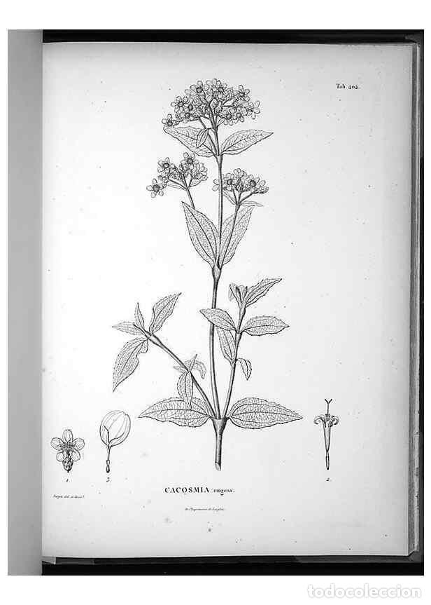 Sammeln von Zeitschriften und Zeitungen: Reproducci&oacute;n/Reproduction 49556753807: Nova genera et species plantarum :. Antverpiae :Ex officina C