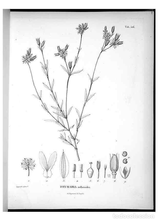 Sammeln von Zeitschriften und Zeitungen: Reproducci&oacute;n/Reproduction 49556856002: Nova genera et species plantarum :. Antverpiae :Ex officina C