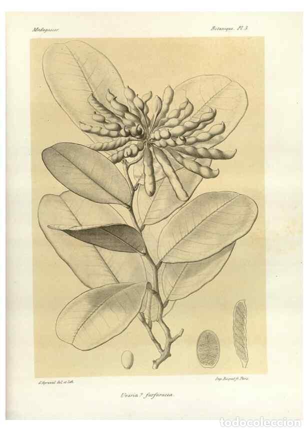 Sammeln von Zeitschriften und Zeitungen: Reproducci&oacute;n/Reproduction 49785290448: Histoire physique, naturelle, et politique de Madagascar. Par