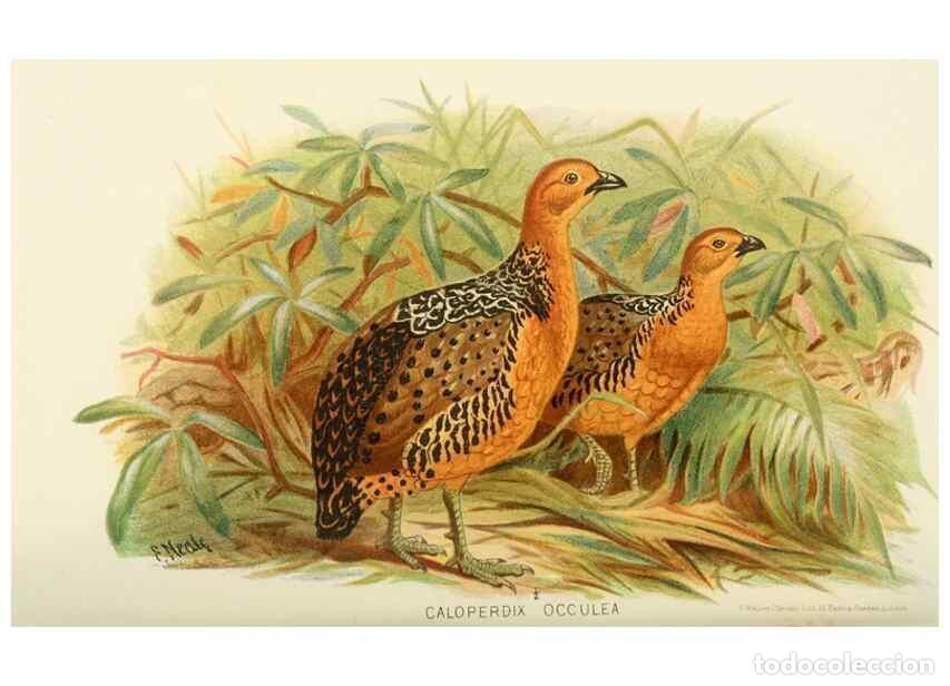 Collection Magazines and Newspapers: Reproducci&oacute;n/Reproduction 49786060427: Indian sporting birds /. London :Francis Edwards,1915.. - Fin