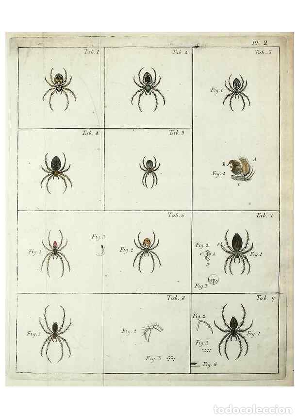 Collection Magazines and Newspapers: Reproducci&oacute;n/Reproduction 49806408978: Svenska spindlar. Stockholmiae :Literis Laur. Salvii,MDCCLVII