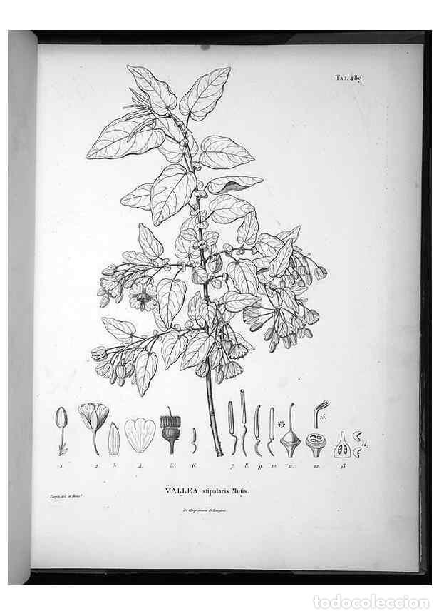 Collection Magazines and Newspapers: Reproducci&oacute;n/Reproduction 49556826367: Nova genera et species plantarum :. Antverpiae :Ex officina C