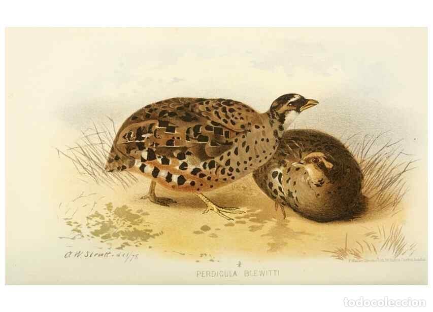 Collection Magazines and Newspapers: Reproducci&oacute;n/Reproduction 49785204703: Indian sporting birds /. London :Francis Edwards,1915.. - Fin