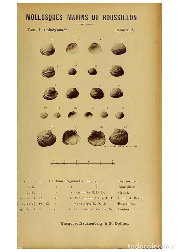 Collection Magazines and Newspapers: Reproducci&oacute;n/Reproduction 49806965171: Les mollusques marins du Roussillon. Paris :J.-B. Bailli&egrave;re,[