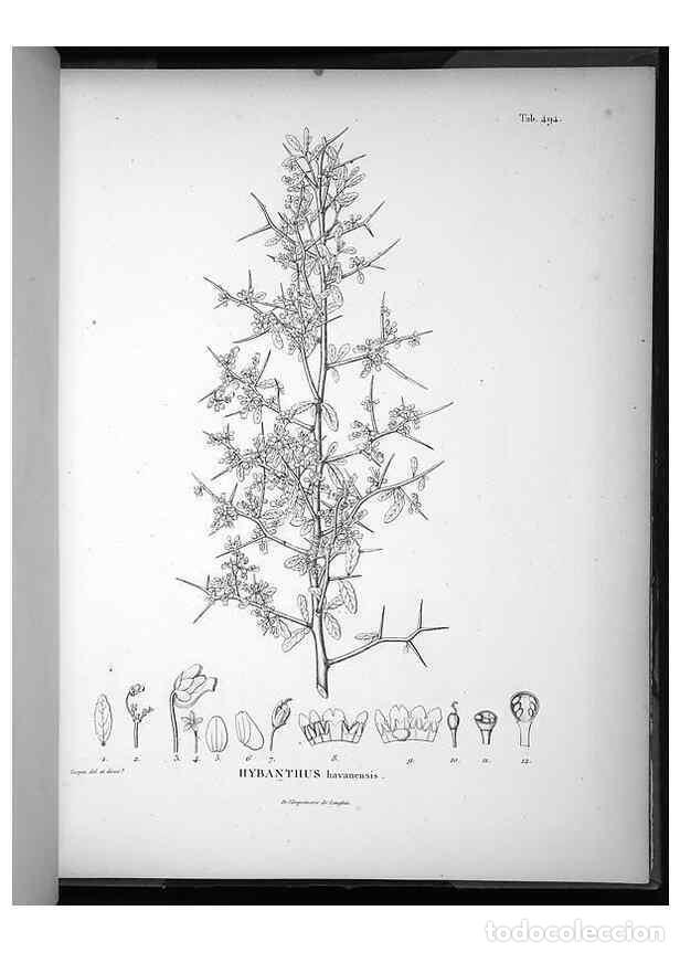 Collection Magazines and Newspapers: Reproducci&oacute;n/Reproduction 49556590426: Nova genera et species plantarum :. Antverpiae :Ex officina C