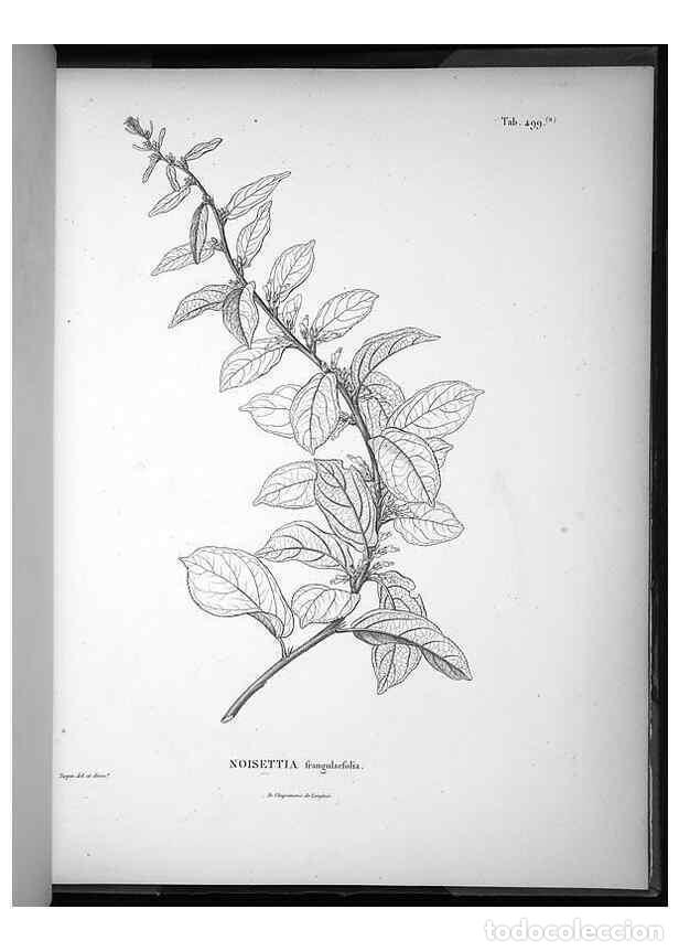 Collection Magazines and Newspapers: Reproducci&oacute;n/Reproduction 49556094298: Nova genera et species plantarum :. Antverpiae :Ex officina C