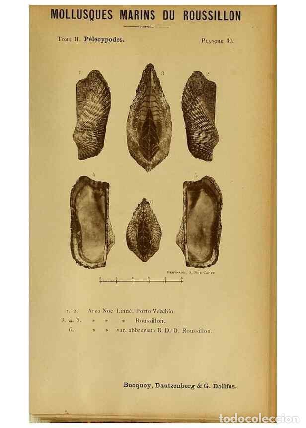 Collezionismo di Riviste e Giornali: Reproducci&oacute;n/Reproduction 49806960716: Les mollusques marins du Roussillon. Paris :J.-B. Bailli&egrave;re,[