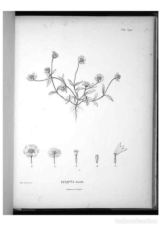 Collezionismo di Riviste e Giornali: Reproducci&oacute;n/Reproduction 49556515326: Nova genera et species plantarum :. Antverpiae :Ex officina C