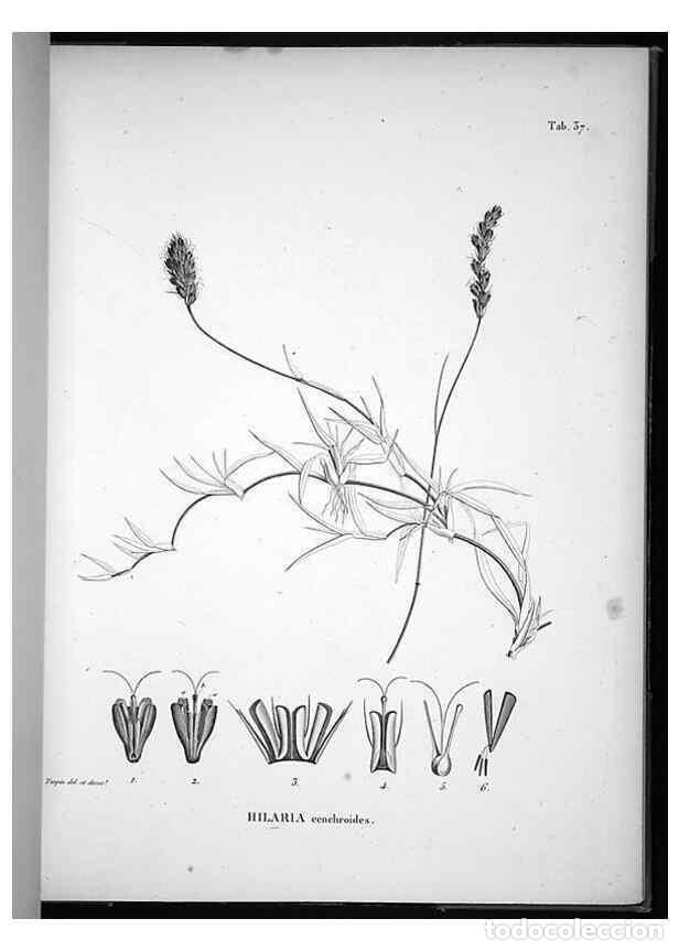 Collezionismo di Riviste e Giornali: Reproducci&oacute;n/Reproduction 49555882308: Nova genera et species plantarum :. Antverpiae :Ex officina C