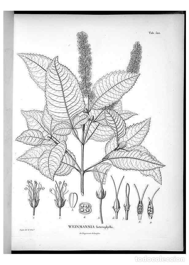 Collezionismo di Riviste e Giornali: Reproducci&oacute;n/Reproduction 49556857112: Nova genera et species plantarum :. Antverpiae :Ex officina C