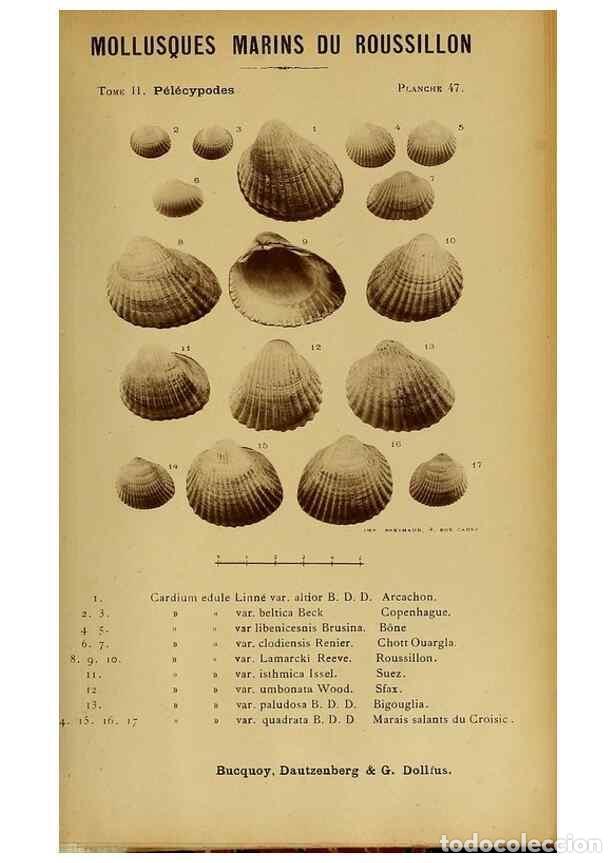 Collezionismo di Riviste e Giornali: Reproducci&oacute;n/Reproduction 49807275392: Les mollusques marins du Roussillon. Paris :J.-B. Bailli&egrave;re,[
