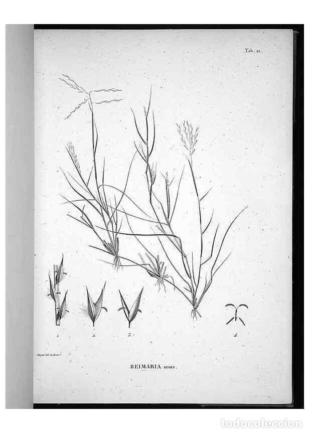 Collezionismo di Riviste e Giornali: Reproducci&oacute;n/Reproduction 49556611122: Nova genera et species plantarum :. Antverpiae :Ex officina C