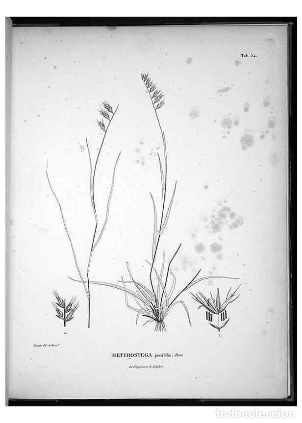 Collezionismo di Riviste e Giornali: Reproducci&oacute;n/Reproduction 49556616347: Nova genera et species plantarum :. Antverpiae :Ex officina C