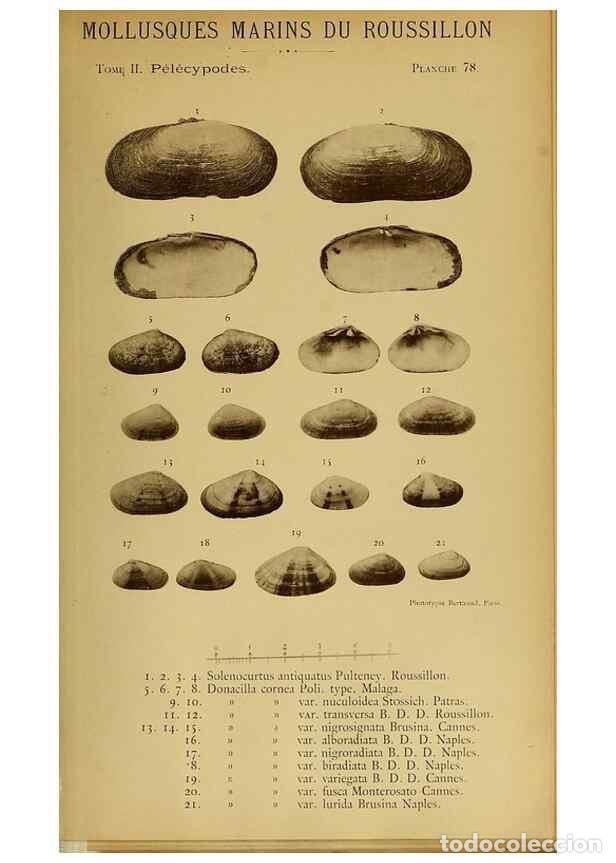 Collezionismo di Riviste e Giornali: Reproducci&oacute;n/Reproduction 49806975971: Les mollusques marins du Roussillon. Paris :J.-B. Bailli&egrave;re,[