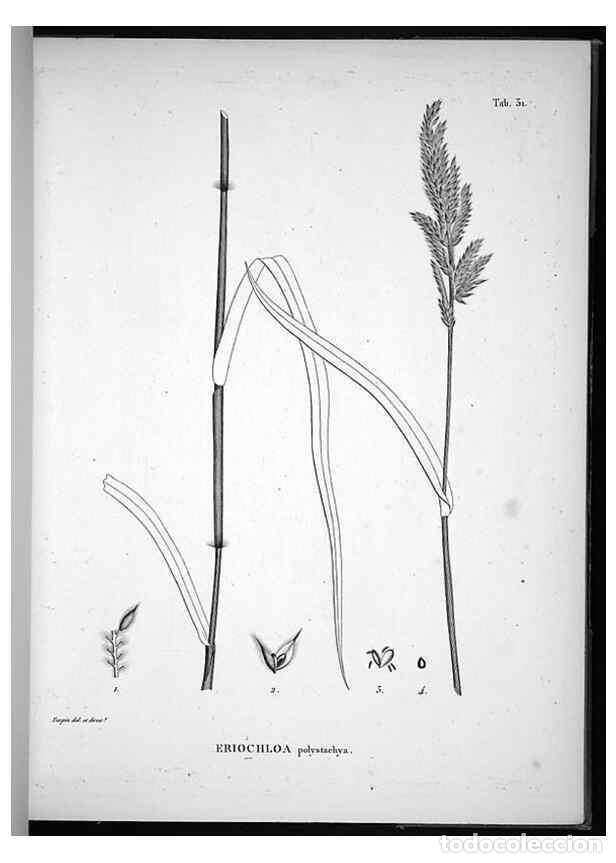 Collezionismo di Riviste e Giornali: Reproducci&oacute;n/Reproduction 49556612607: Nova genera et species plantarum :. Antverpiae :Ex officina C