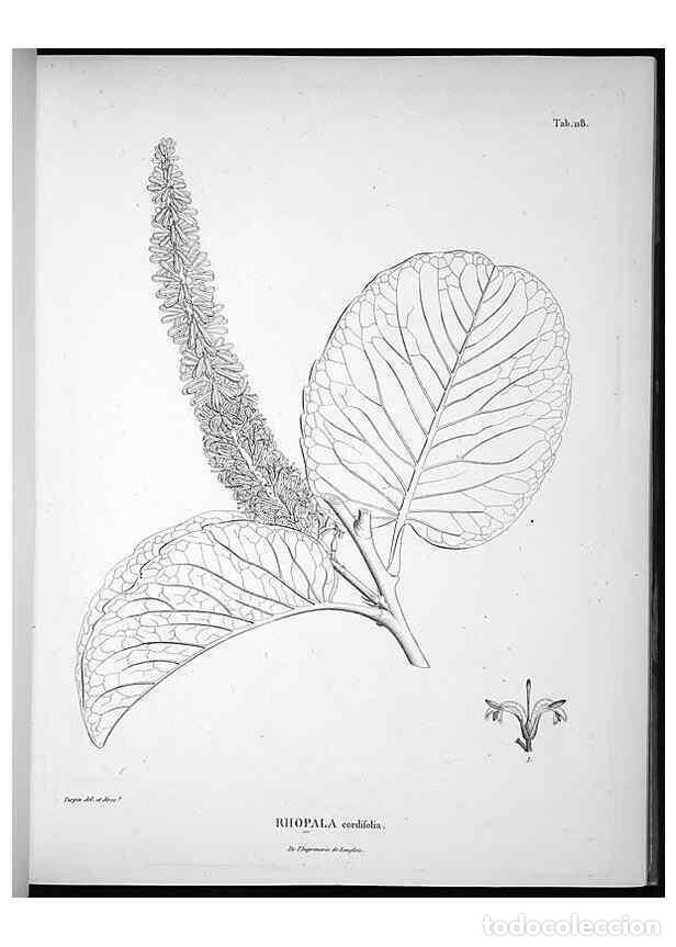 Collezionismo di Riviste e Giornali: Reproducci&oacute;n/Reproduction 49556645667: Nova genera et species plantarum :. Antverpiae :Ex officina C