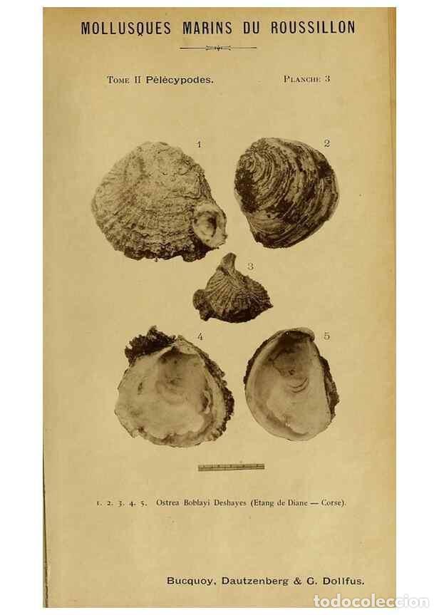 Coleccionismo de Revistas y Peri&oacute;dicos: Reproducci&oacute;n/Reproduction 49806952651: Les mollusques marins du Roussillon. Paris :J.-B. Bailli&egrave;re,[