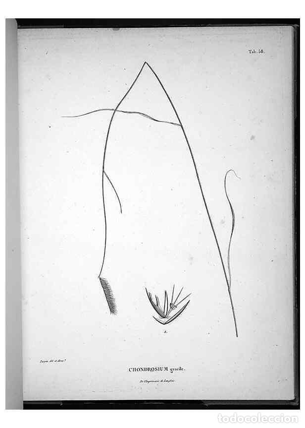 Coleccionismo de Revistas y Peri&oacute;dicos: Reproducci&oacute;n/Reproduction 49556617002: Nova genera et species plantarum :. Antverpiae :Ex officina C