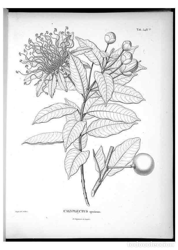 Coleccionismo de Revistas y Peri&oacute;dicos: Reproducci&oacute;n/Reproduction 49556127553: Nova genera et species plantarum :. Antverpiae :Ex officina C