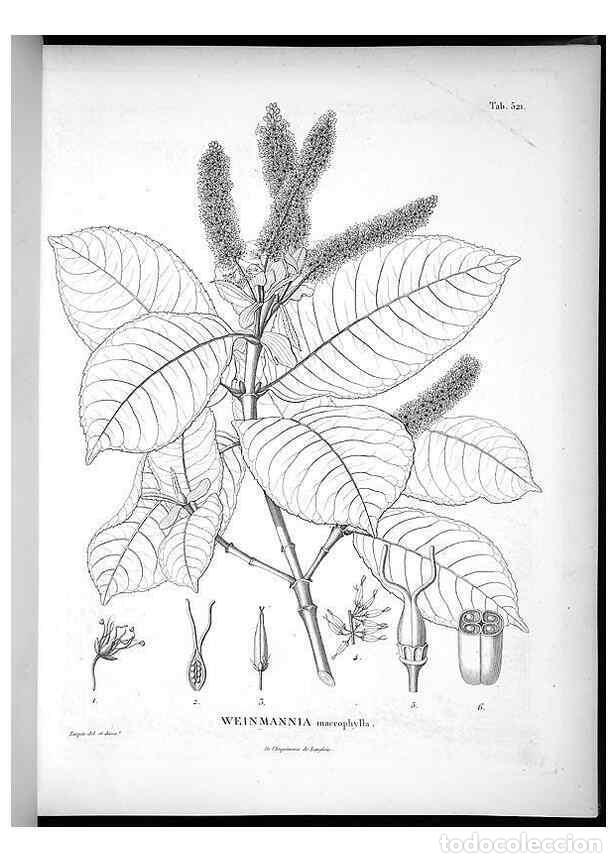 Coleccionismo de Revistas y Peri&oacute;dicos: Reproducci&oacute;n/Reproduction 49556856937: Nova genera et species plantarum :. Antverpiae :Ex officina C