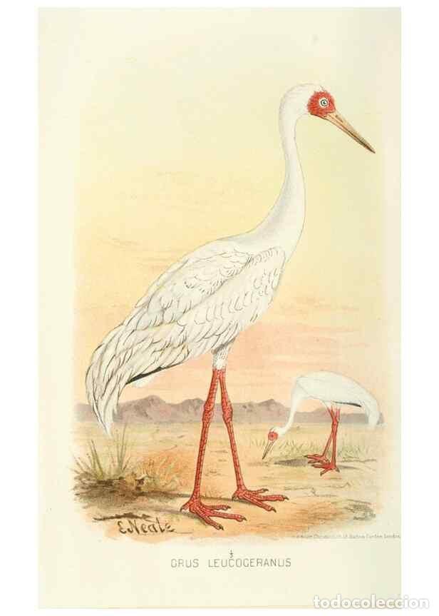 Coleccionismo de Revistas y Peri&oacute;dicos: Reproducci&oacute;n/Reproduction 49785187568: Indian sporting birds /. London :Francis Edwards,1915.. - Fin