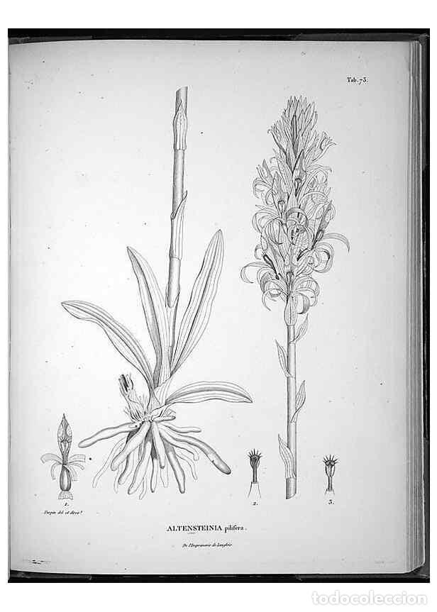 Coleccionismo de Revistas y Peri&oacute;dicos: Reproducci&oacute;n/Reproduction 49556382646: Nova genera et species plantarum :. Antverpiae :Ex officina C