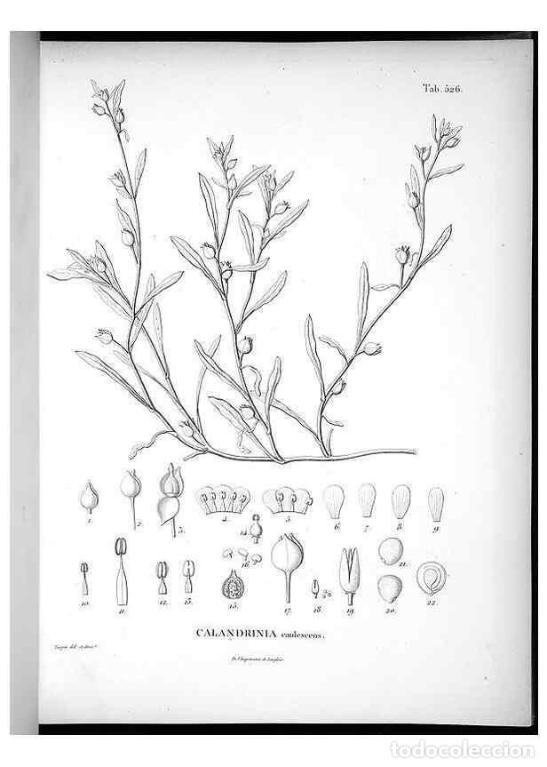 Coleccionismo de Revistas y Peri&oacute;dicos: Reproducci&oacute;n/Reproduction 49556857897: Nova genera et species plantarum :. Antverpiae :Ex officina C