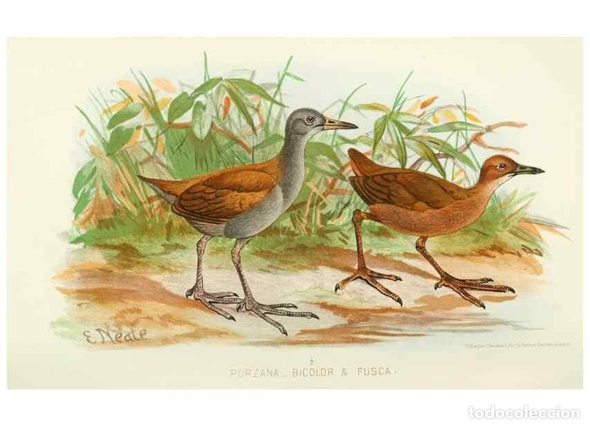 Coleccionismo de Revistas y Peri&oacute;dicos: Reproducci&oacute;n/Reproduction 49785185843: Indian sporting birds /. London :Francis Edwards,1915.. - Fin