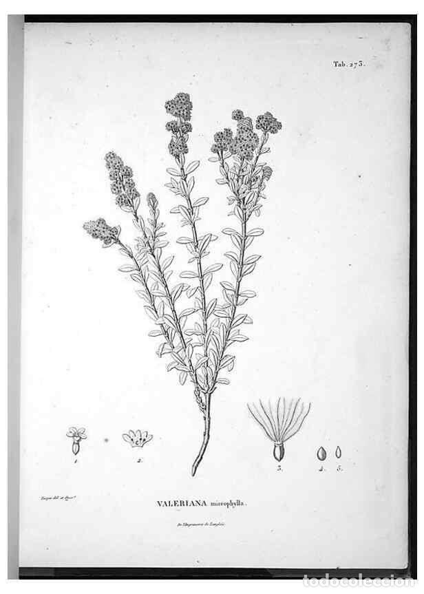 Coleccionismo de Revistas y Peri&oacute;dicos: Reproducci&oacute;n/Reproduction 49556469826: Nova genera et species plantarum :. Antverpiae :Ex officina C