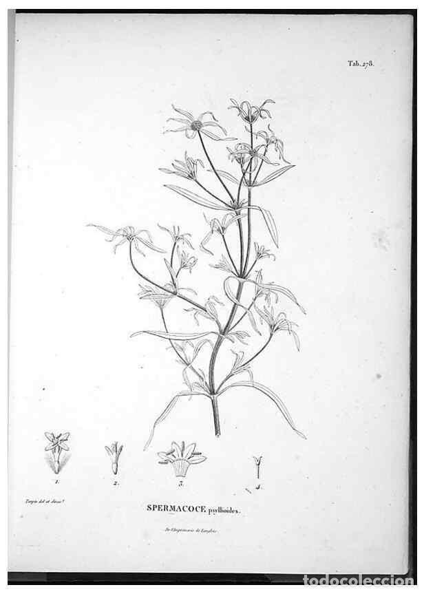 Coleccionismo de Revistas y Peri&oacute;dicos: Reproducci&oacute;n/Reproduction 49556707137: Nova genera et species plantarum :. Antverpiae :Ex officina C