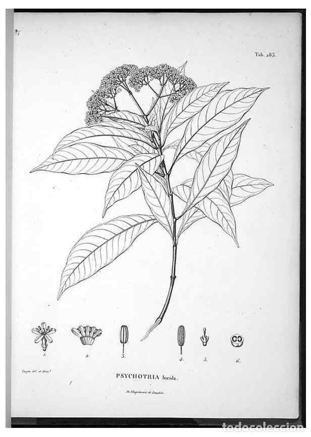 Coleccionismo de Revistas y Peri&oacute;dicos: Reproducci&oacute;n/Reproduction 49556708232: Nova genera et species plantarum :. Antverpiae :Ex officina C