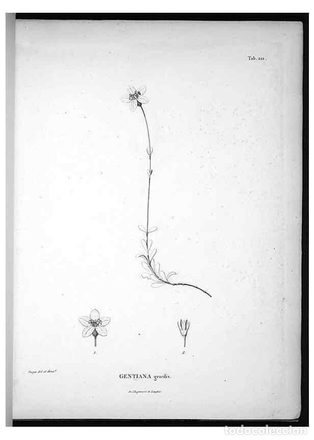 Collection Magazines and Newspapers: Reproducci&oacute;n/Reproduction 49556460356: Nova genera et species plantarum :. Antverpiae :Ex officina C