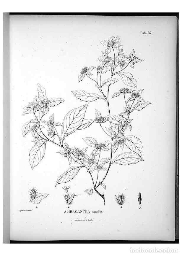 Collection Magazines and Newspapers: Reproducci&oacute;n/Reproduction 49556735677: Nova genera et species plantarum :. Antverpiae :Ex officina C