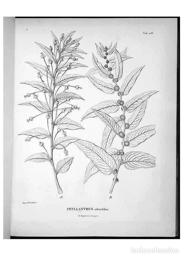 Collection Magazines and Newspapers: Reproducci&oacute;n/Reproduction 49556644142: Nova genera et species plantarum :. Antverpiae :Ex officina C