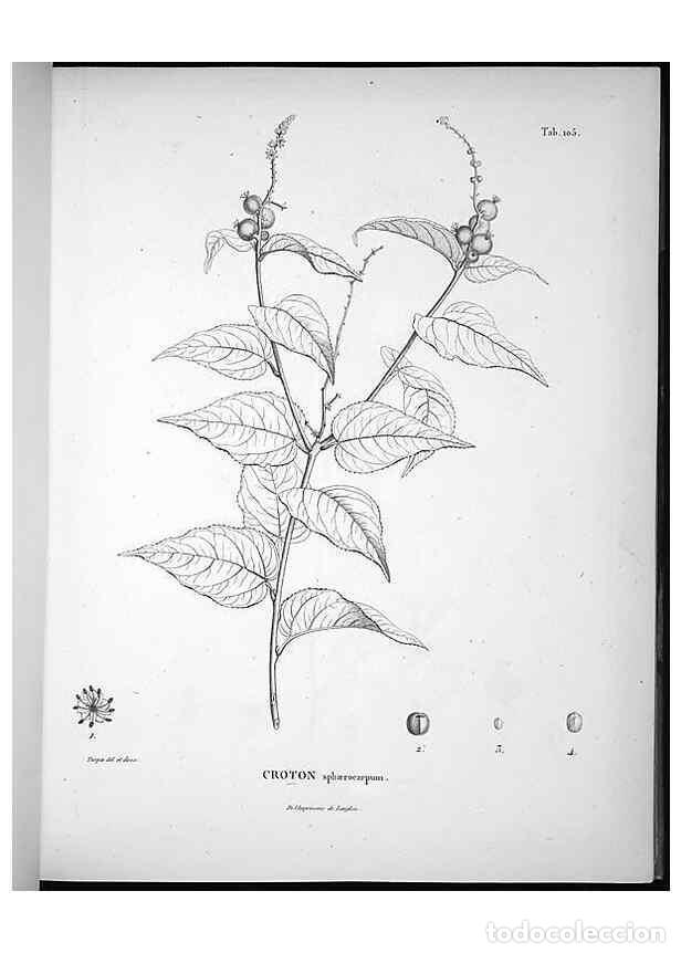 Collection Magazines and Newspapers: Reproducci&oacute;n/Reproduction 49555913403: Nova genera et species plantarum :. Antverpiae :Ex officina C