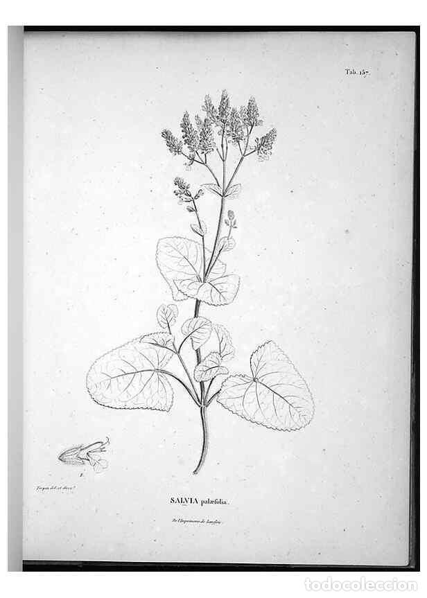 Collection Magazines and Newspapers: Reproducci&oacute;n/Reproduction 49556652532: Nova genera et species plantarum :. Antverpiae :Ex officina C