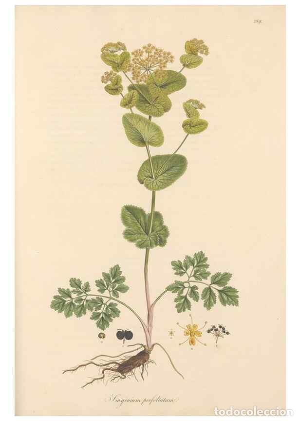 Collection Magazines and Newspapers: Reproducci&oacute;n/Reproduction 49557453612: Flora Graeca, sive, Plantarum rariorum historia, quas in prov