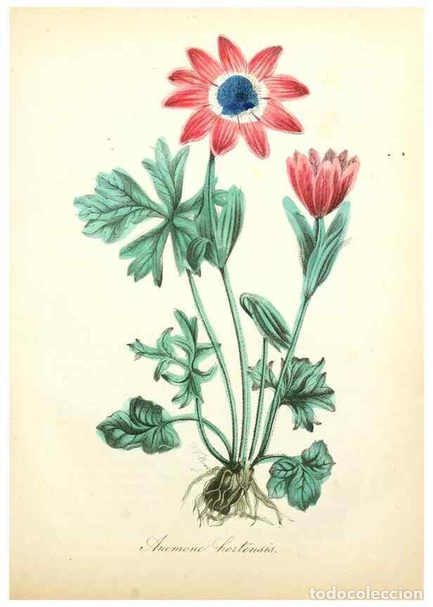 Collection Magazines and Newspapers: Reproducci&oacute;n/Reproduction 49781290161: The American flora :. New York :Hull & Spencer,1855.. - Stron