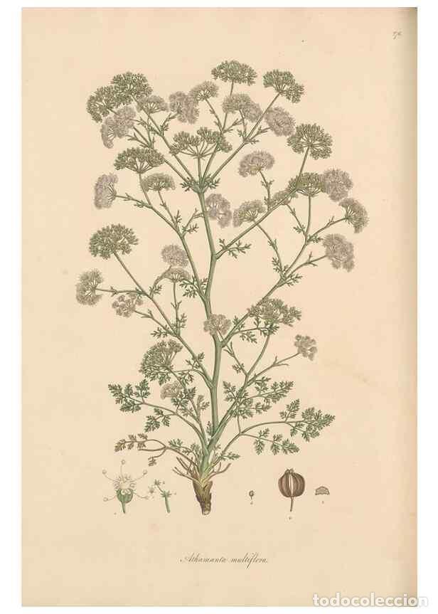 Collection Magazines and Newspapers: Reproducci&oacute;n/Reproduction 49557448922: Flora Graeca, sive, Plantarum rariorum historia, quas in prov