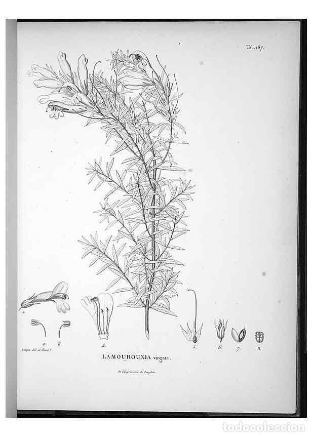 Collection Magazines and Newspapers: Reproducci&oacute;n/Reproduction 49555923468: Nova genera et species plantarum :. Antverpiae :Ex officina C