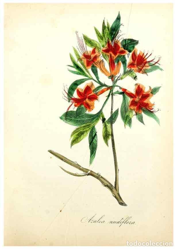 Collection Magazines and Newspapers: Reproducci&oacute;n/Reproduction 49781291926: The American flora :. New York :Hull & Spencer,1855.. - Stron