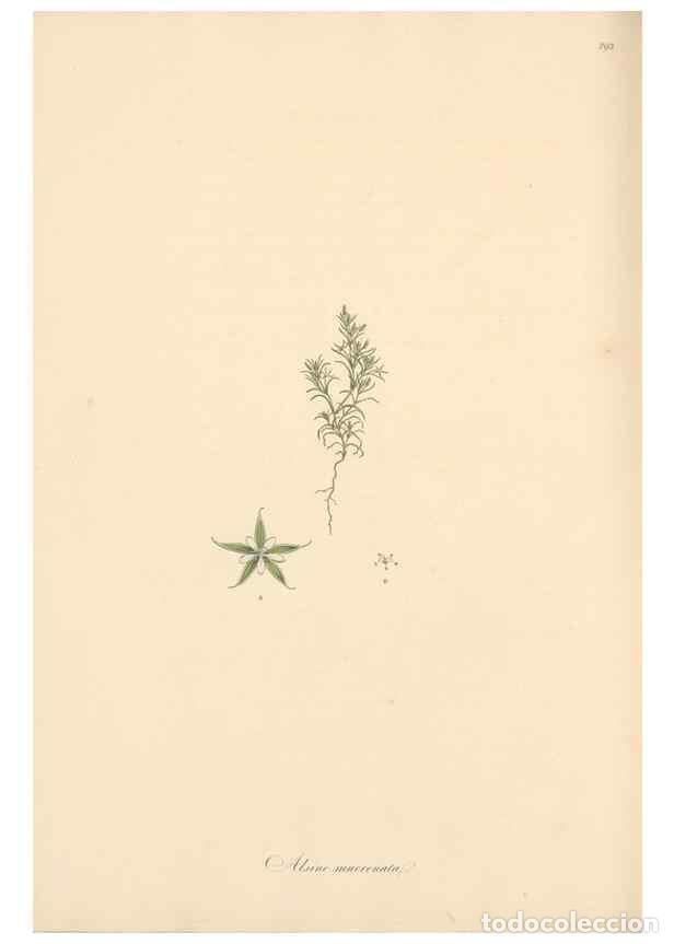 Collection Magazines and Newspapers: Reproducci&oacute;n/Reproduction 49557454892: Flora Graeca, sive, Plantarum rariorum historia, quas in prov