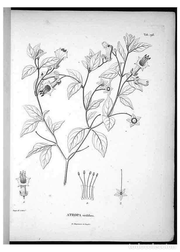 Coleccionismo de Revistas y Peri&oacute;dicos: Reproducci&oacute;n/Reproduction 49556692442: Nova genera et species plantarum :. Antverpiae :Ex officina C