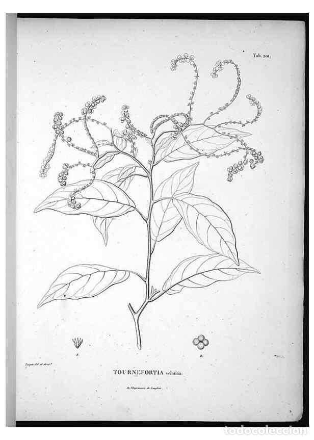 Coleccionismo de Revistas y Peri&oacute;dicos: Reproducci&oacute;n/Reproduction 49555961898: Nova genera et species plantarum :. Antverpiae :Ex officina C