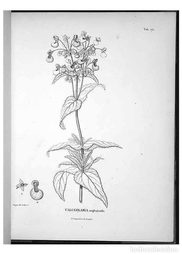 Coleccionismo de Revistas y Peri&oacute;dicos: Reproducci&oacute;n/Reproduction 49556419146: Nova genera et species plantarum :. Antverpiae :Ex officina C